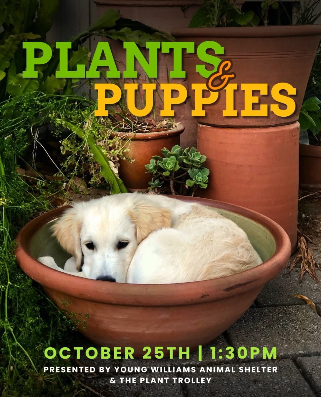 Plants & Puppies at Kerns Food Hall, October 25, 1:30 PM